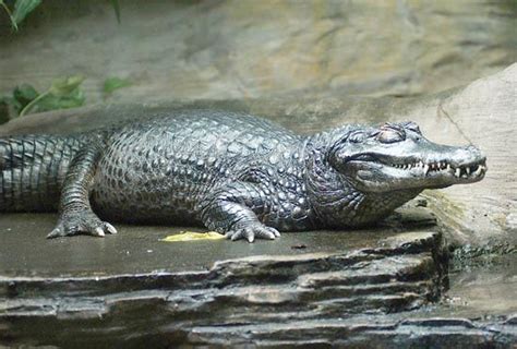  Caïman! En Reptil med Hårdhud och Överraskande Smidiga Rörelser