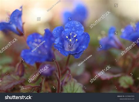  Campanularia - En livlig kolonist med vackra blomliknande former som gärna bygger sitt hem på hårda ytor!