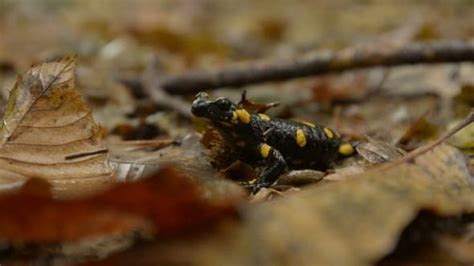  Salamander: En fascinerande amfibie som både kryper och simmar med elegans!