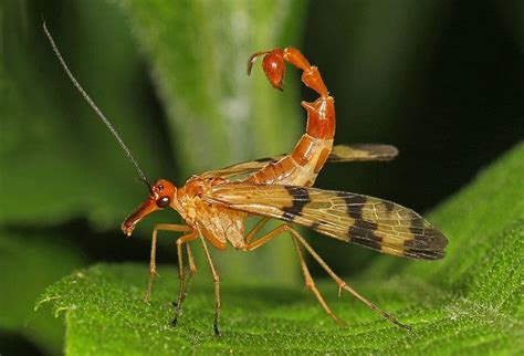 Skorpionfluga En fascinerande insekt som både är en mästare på kamouflage och ett levande bevis på naturens fantastiska kreativitet!