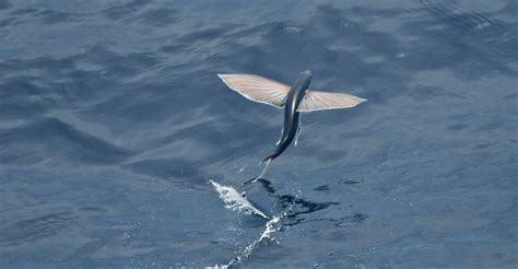 バスケットボール7号: 空を飛ぶ魚の夢