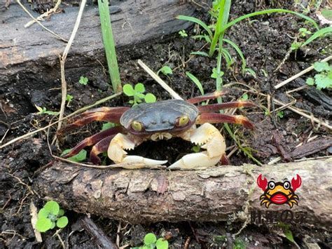  Caiman - Den mystiske flodlevande krabaten med ett förvånansvärt ömt hjärta!