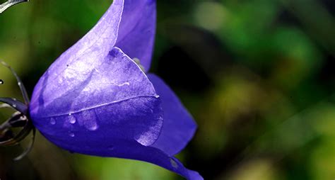  Diskonid - En underbar blomma som lever på en plats du aldrig skulle tänka dig!