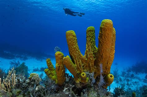  Filamentous Sponge - A Tiny Filter Feeder That Thrives on Coastal Currents!