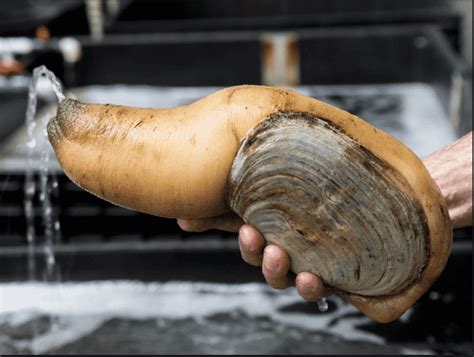  Geoduck: En fascinerande bottenlevande mussla med en imponerande storlek och ett ovanligt utseende!