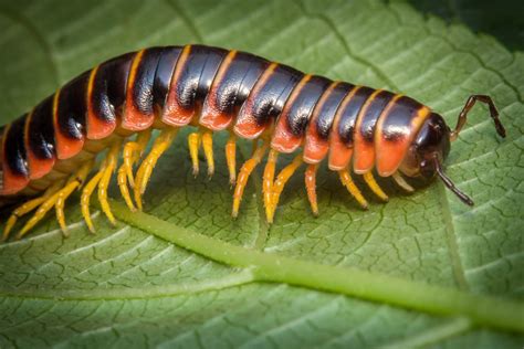  Hawaiian Millipede Enjoys Delicious Decaying Leaves While Engaging in Fascinating Underground Burrowing Activities!