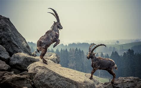  Ibex - En mästare på klippor som också är ett ikoniskt exempel på djurlivets anpassningsförmåga!