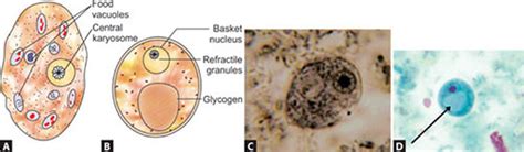  Investigating Iodamoeba: Discover the Secret Life of This Deep-Sea Dweller