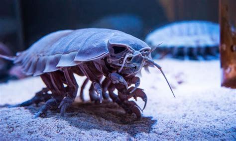  Isopod!  Det här småkrypet som är både en fantastiskt effektiv städare och ett mästerligt kamouflageexpert.