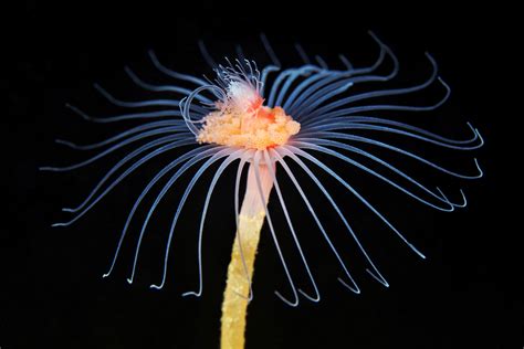  Jägarmun - En Hydrozoisk Kolonikreatur Som Simmar I Det Blå Och Utövar Den Slättande Konstnären av Livets Dans