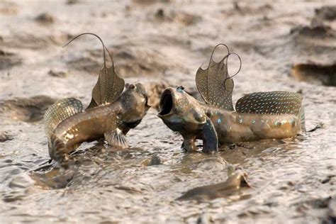 Mudskipper!  A fascinating amphibious creature that spends as much time out of water as in its murky depths!