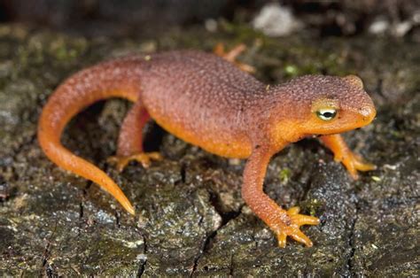  Newt! An Amphibian That Thrives Both on Land and Beneath the Surface