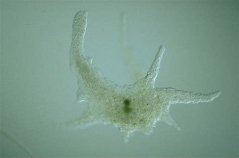  Pelomyxa! En Gigant bland Mikroorganismerna som Glider I en Slämig Slurr och Äter Bakterier Med Glädje