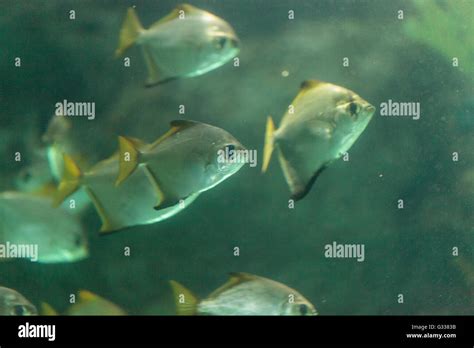  Pompano! En fisk med silverglans som simmar i tropiska strömmar