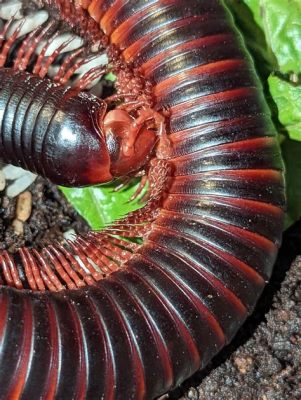  Question Mark Millipede!  A Curious Critter With A Surprising Love For Decay