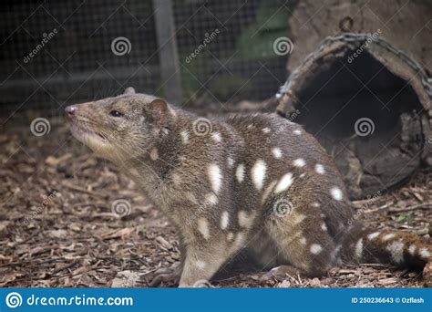  Quoll! This Nocturnal Marsupial with Spotted Fur Will Surprise You With Its Fierce Hunting Prowess