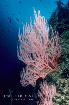  Red gorgonian! Den fantastiska blomma som är hem till en livlig stad av småkryp.