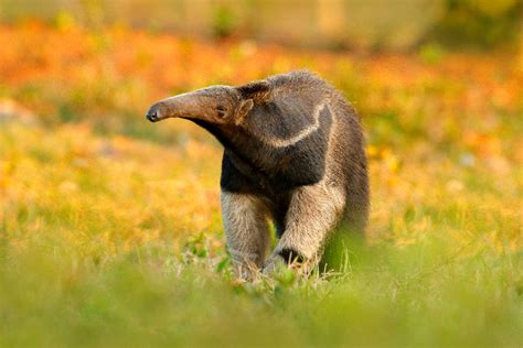  Tamandua! En Skogsdvärg Med En Särskild Förmåga Att Beskydda Sig Mot Hot