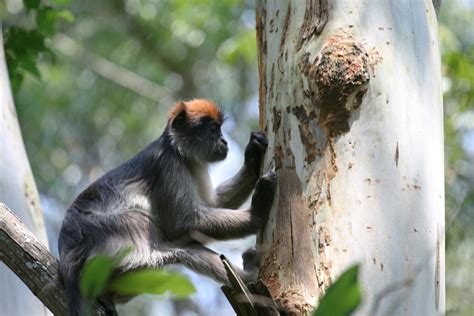  Ugandan Red Colobus! A Marvelous Leaping Mammal Balancing Agility with Dietary Exclusivity