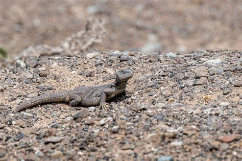  Uromastyx - En ökenleguän som älskar att sola sig och gömma sig i sand!