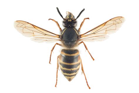  Veps! Ett fascinerande insekt som både simmar och flörter med blommor