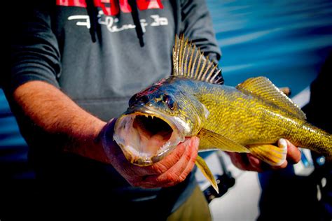  Walleye: En fisk med ett öga för detaljer som lever i djupet av det nordamerikanska landskapet!