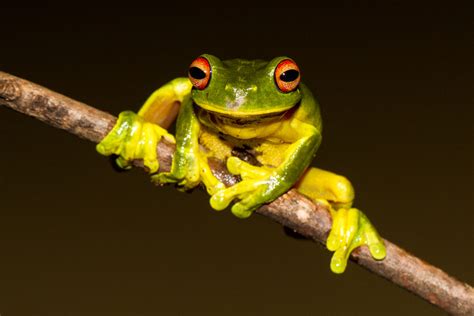  Yellow-Eyed Tree Frog – En Blåsvart Träddykare Med Ögon Som lyser Liksom Gyllne Stjärnor i Djungelns Mörker!