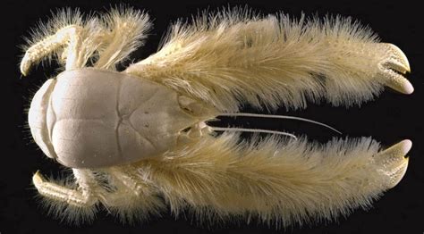  Yielding Yeti Crabs: An In-Depth Look into These Deep-Sea Denizens and Their Curious Behaviors